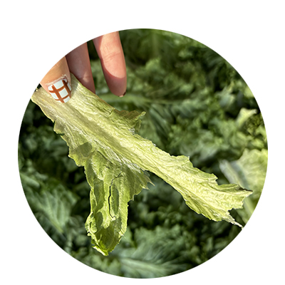 冻干蔬菜